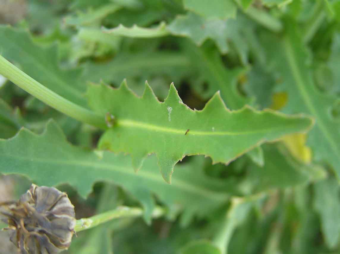 Reichardia picroides